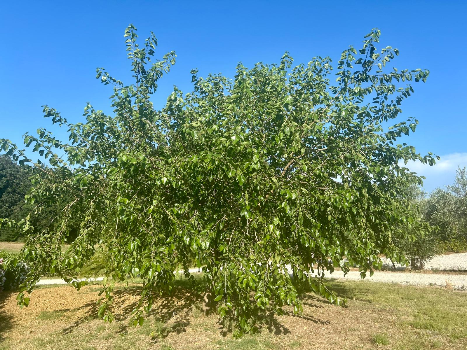 La Valle del Gelso – Esterni (23)
